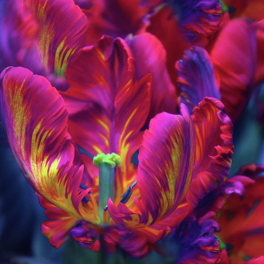 Painterly Parrot Petals  Photograph by Jessica Jenney