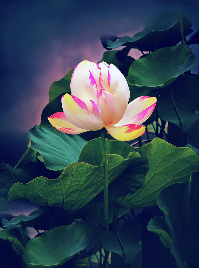 Luminescent Lotus in Bloom Photograph by Jessica Jenney