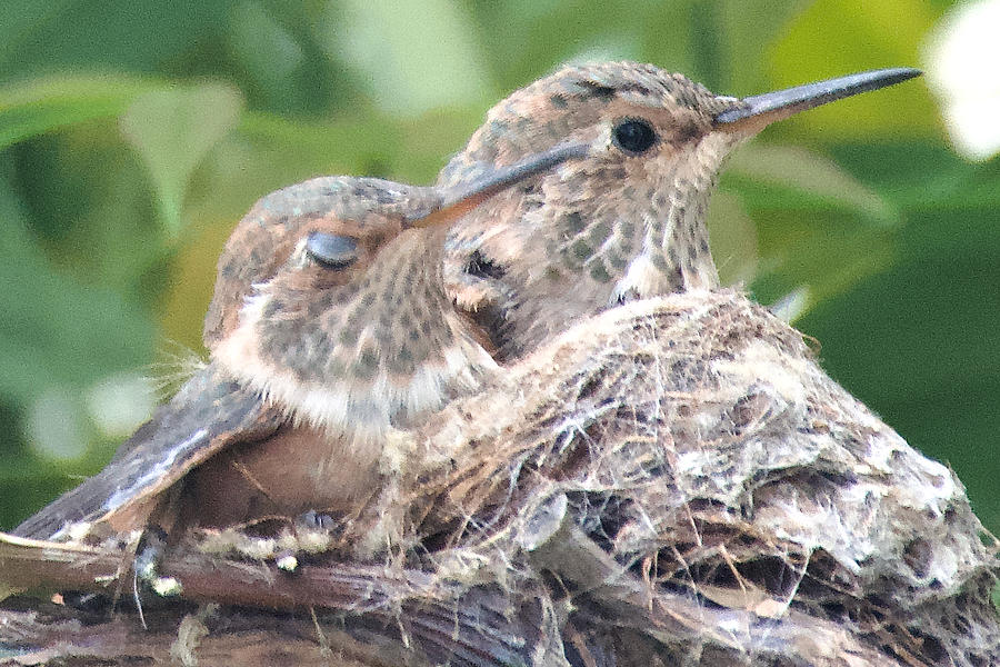 4/18 Broad-tailed Hummingbird Chick Eyes in Claremont, California ...