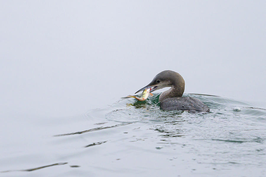 A Black Throated Loon Eating A Fish Photograph