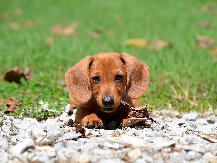 A Dog Named Boomer Photograph by Rob Samons