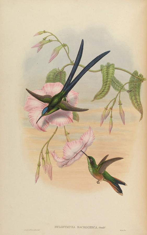 A monograph of the Trochilidae, or family of humming birds c1880  #4 Painting by MotionAge Designs