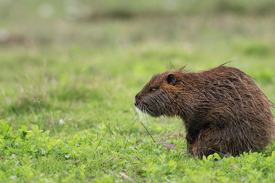 A nutria walking near water and looking for food Photograph by Stefan ...