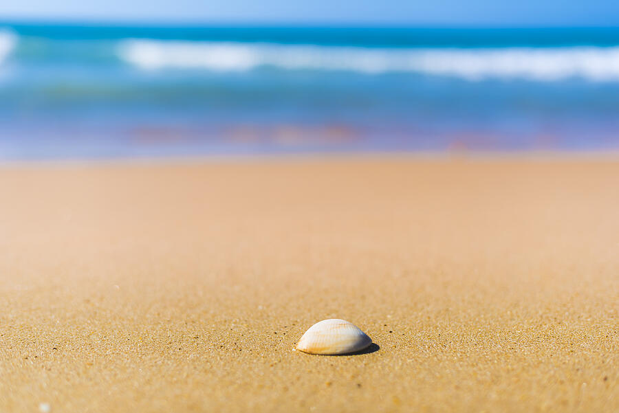 A shell on the beach #4 Photograph by Manuel Breva Colmeiro