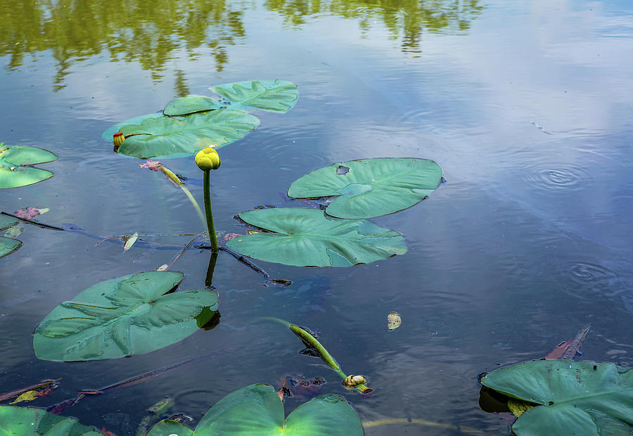 Lake Photograph - A Small Pond by Ric Schafer Lake Photograph - A Small Pond by Ric Schafer