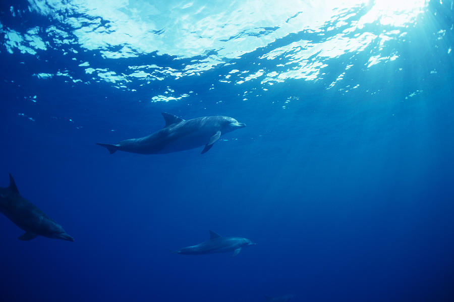 A spectacular view of dolphins swimming underwater #4 Photograph by Mixa