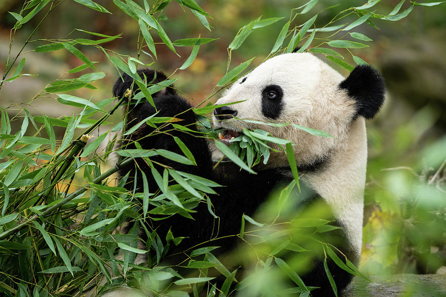 Giant Panda Eating Bamboo Throw Pillow