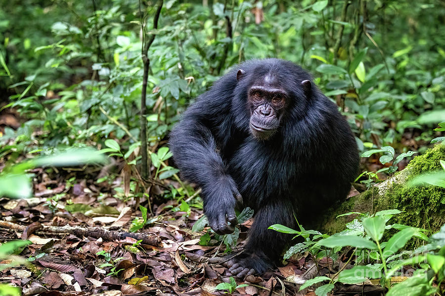 Adult chimpanzee, pan troglodytes, in the tropical rainforest of #4 Photograph by Jane Rix