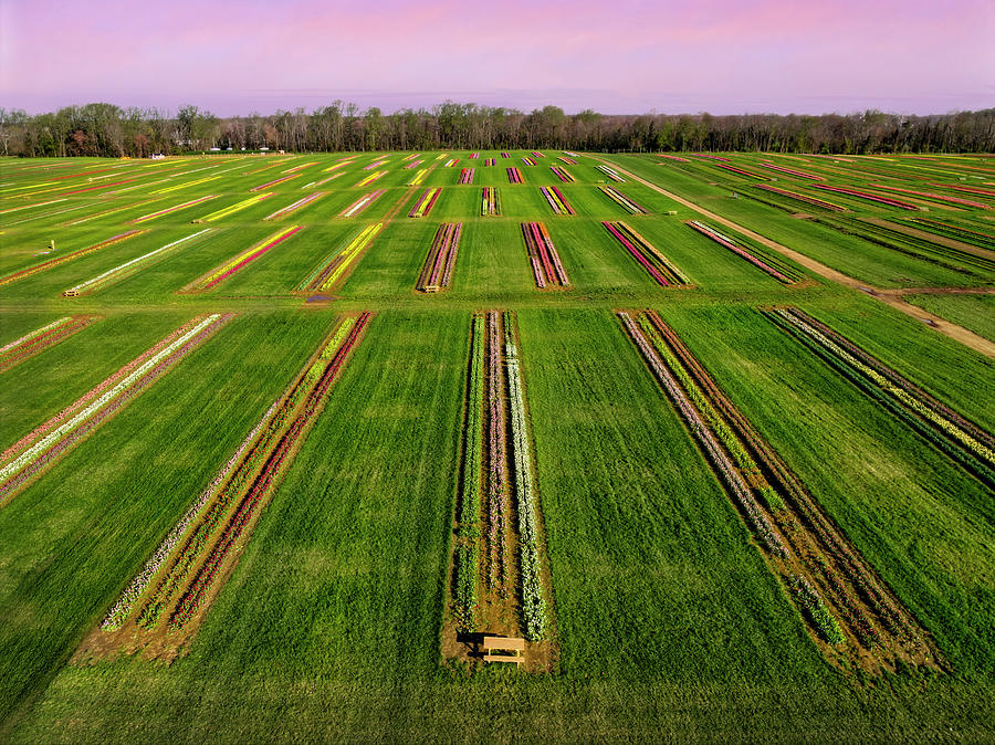 Aerial Tulip Farm Photograph by Susan Candelario