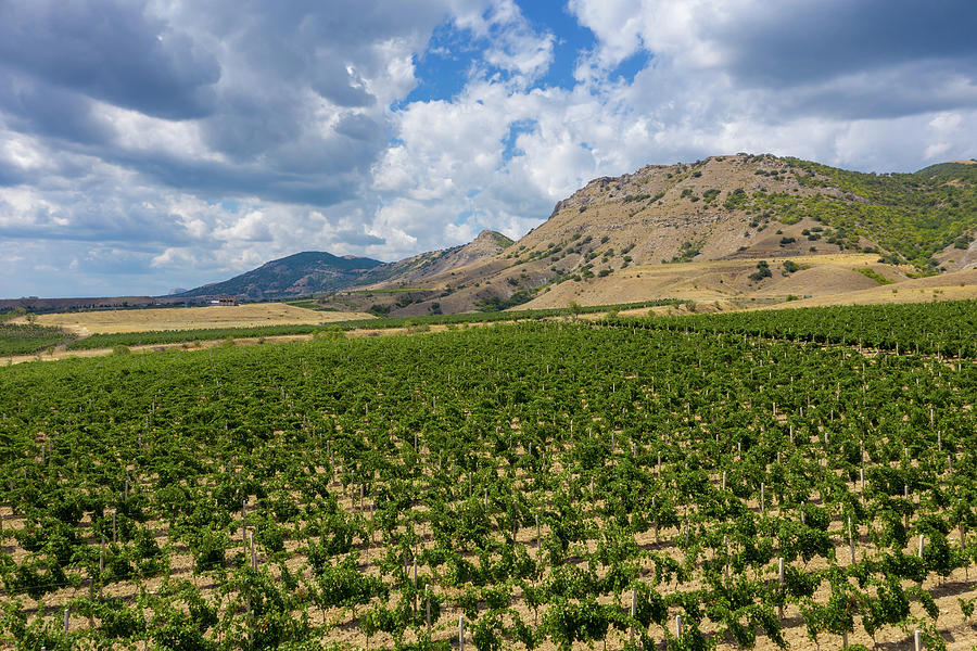 Aerial view of mountain vineyard in Crimea #4 Photograph by Mikhail Kokhanchikov