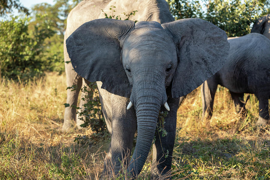 African Elephant in Moremi, Botswana safari wildlife Photograph by ...