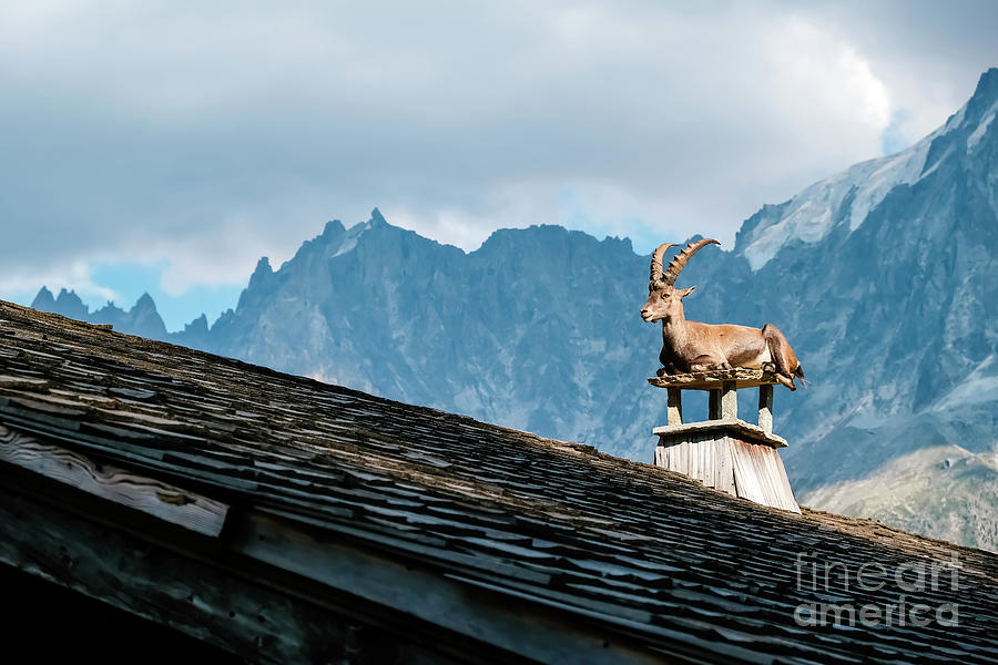 Alpine ibex, goats with long horns, perch on the roofs of houses #4 Photograph by Joaquin Corbalan
