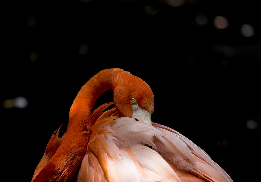 American flamingo #4 Photograph by Pietro Ebner