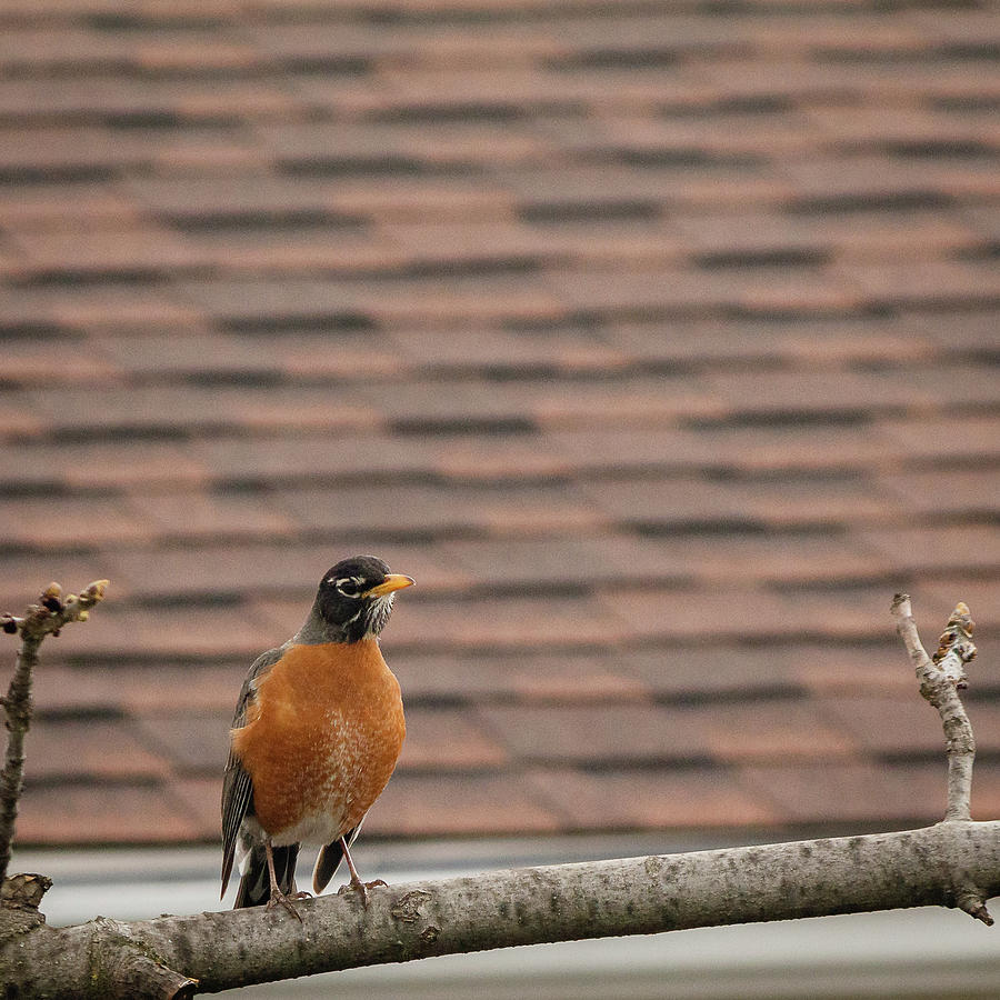 American Robin on a branch #4 Photograph by SAURAVphoto Online Store