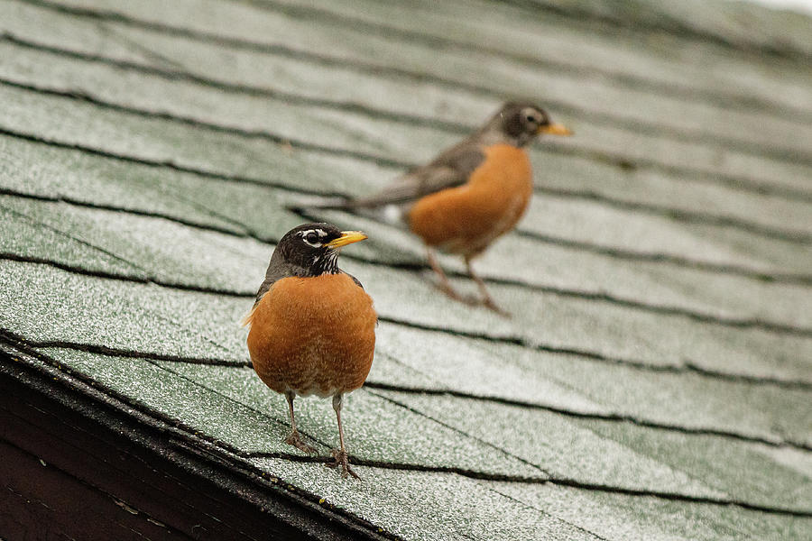 American Robins on the roof #4 Photograph by SAURAVphoto Online Store