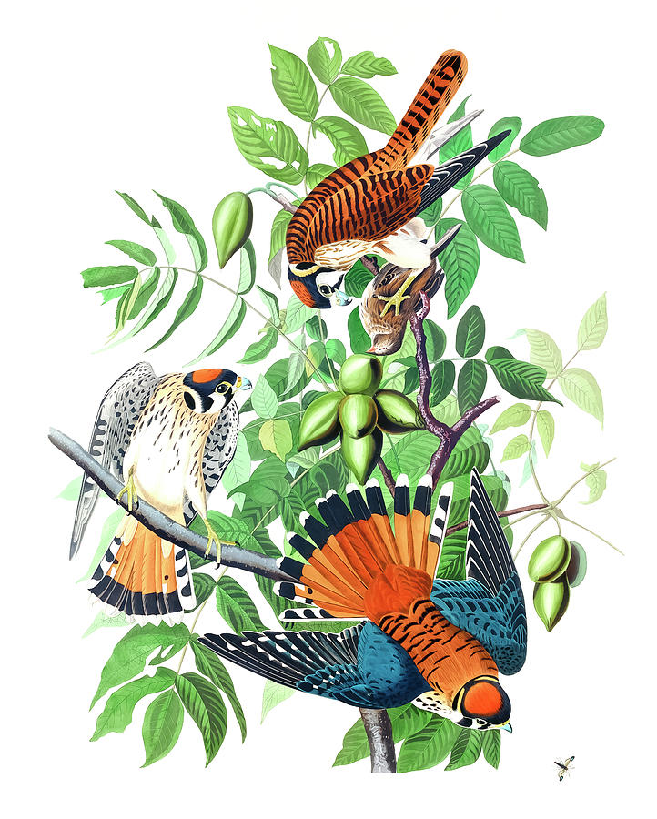 John James Audubon Drawing - Sparrow Hawk by John James Audubon by Mango Art