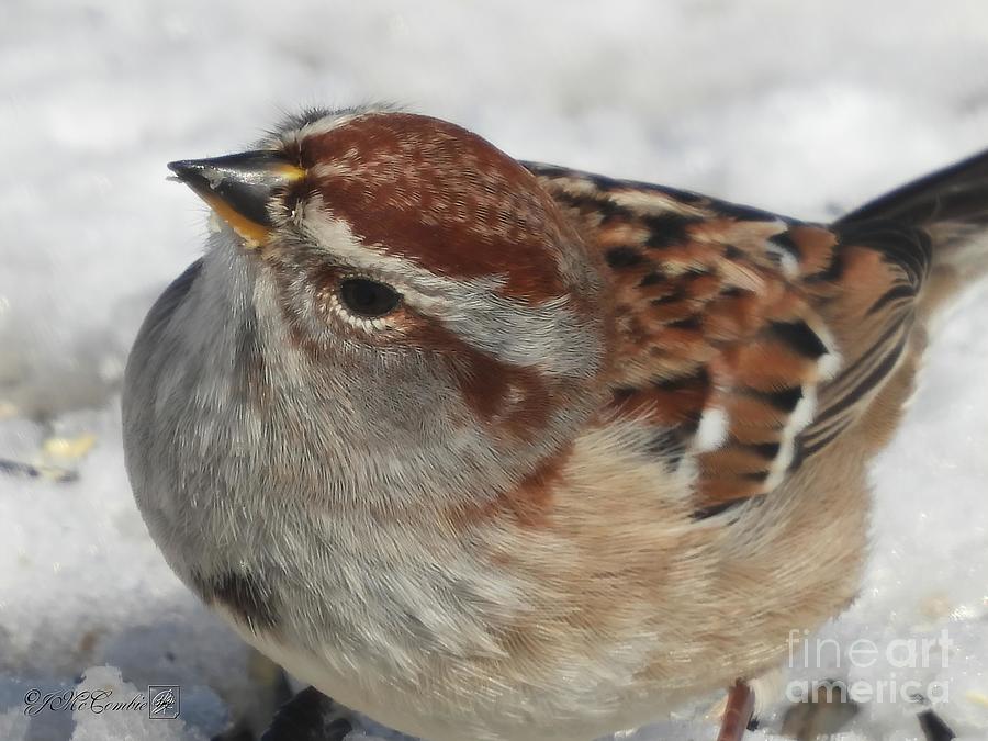 American Tree Sparrow in Winter #2 Photograph by J McCombie