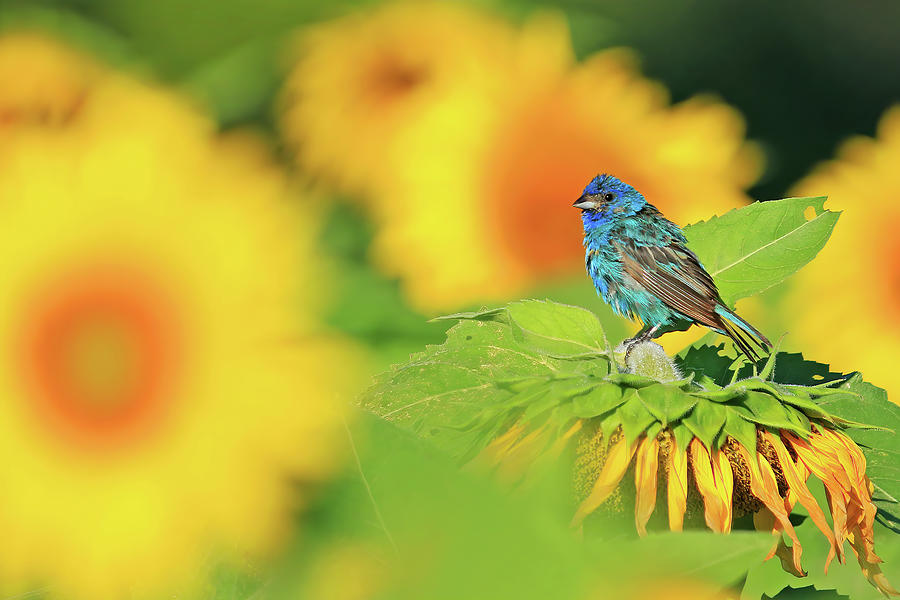 An Indigo Bunting Perched on a Sunflower #4 Photograph by Shixing Wen