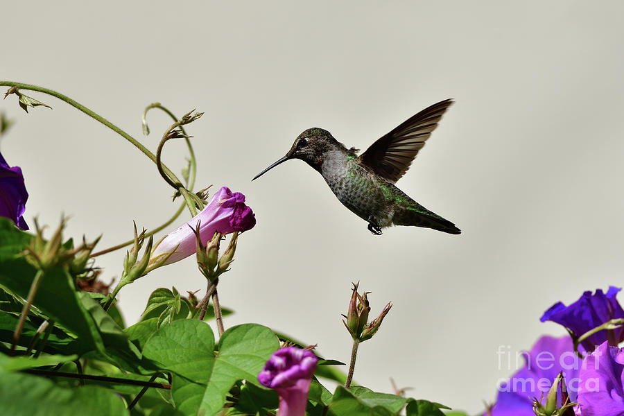 Annas Hummingbird  #4 Photograph by Amazing Action Photo Video