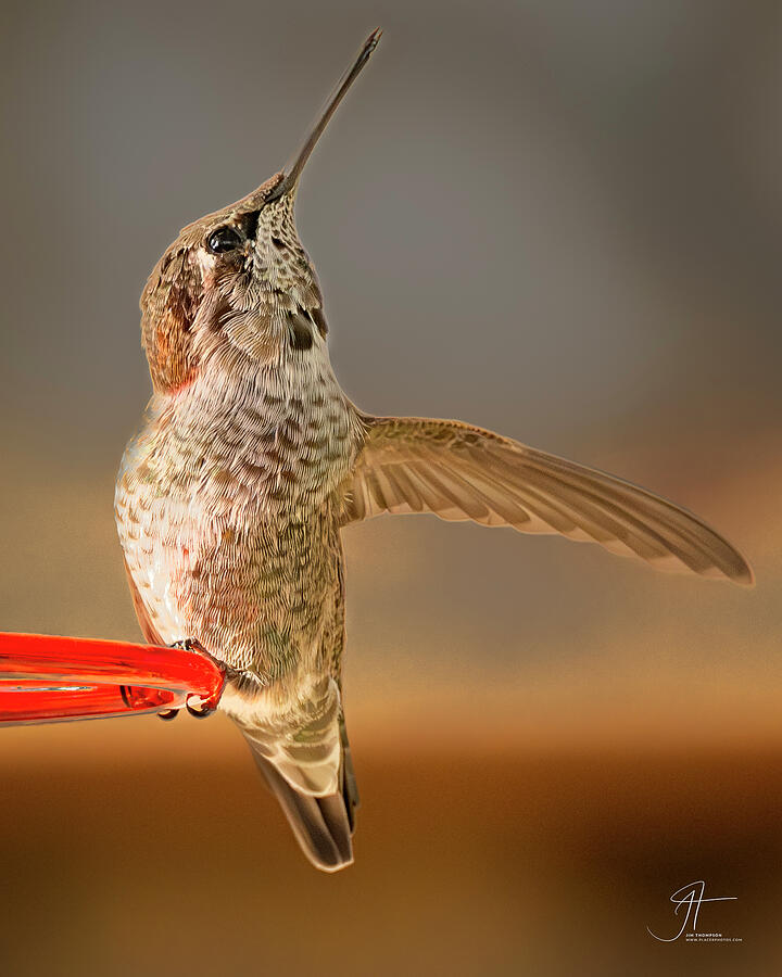 Annas Hummingbird #4 Photograph by Jim Thompson