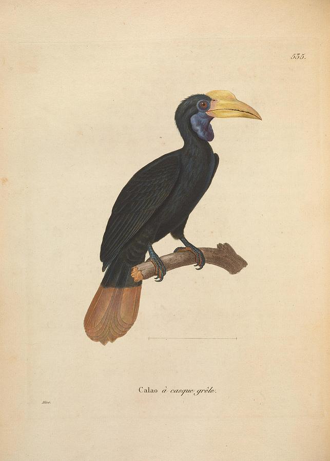 Antique Hornbill illustration #4 Mixed Media by World Art Collective