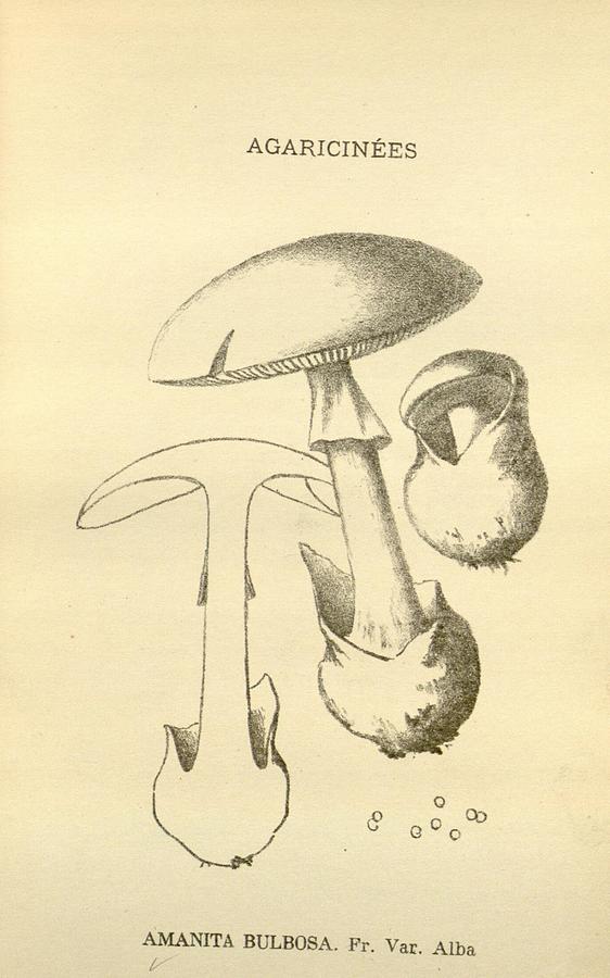 Antique Mushroom Illustration #4 Mixed Media by World Art Collective