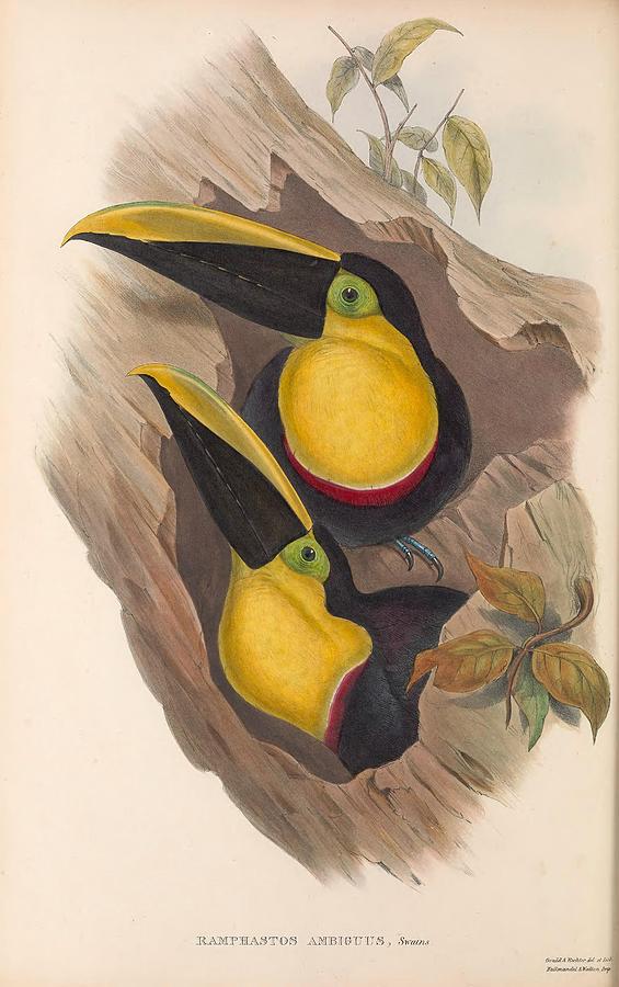 Antique Toucan Illustrations #4 Mixed Media by World Art Collective