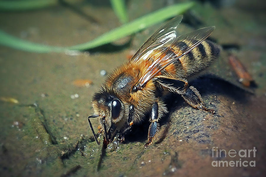 Nature Photograph - Apis mellifera Western Honey Bee Insect #4 by Frank Ramspott