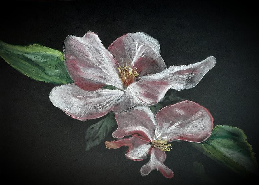 Apple Blossoms #5 Pastel by Betty-Anne McDonald