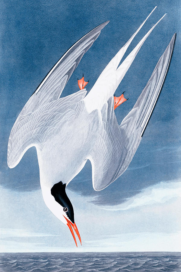 Arctic Tern By John James Audubon Drawing