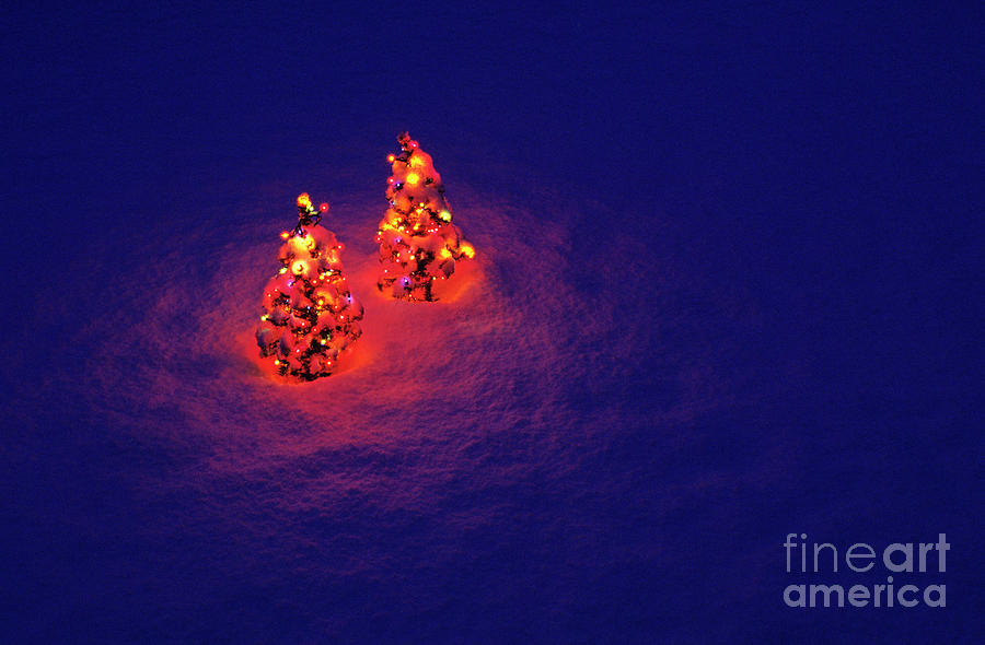 Artificial Christmas Trees In Snow #4 Photograph by Jim Corwin