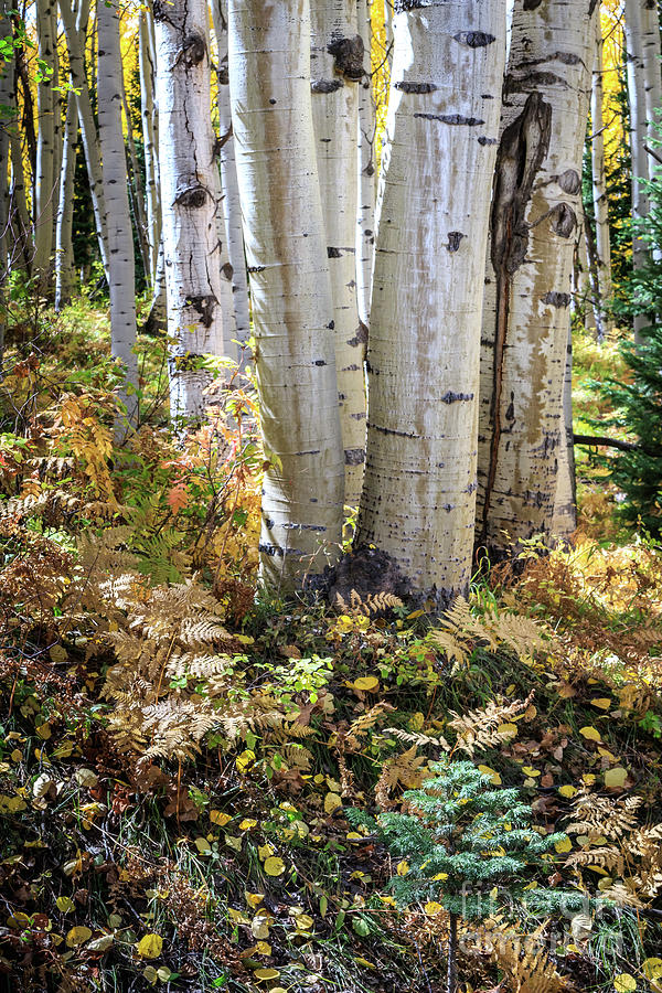 Aspen forest and Autumn scenery in Kebler Pass, Gunnison County, #4 Photograph by Richard Smith