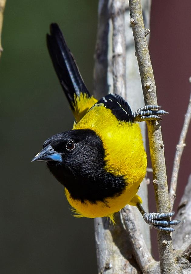 Audubon oriole Photograph by Dwight Eddington - Fine Art America