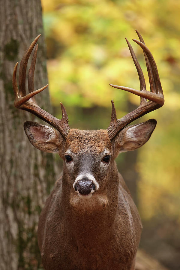 Autumn Buck #4 Photograph by Brook Burling