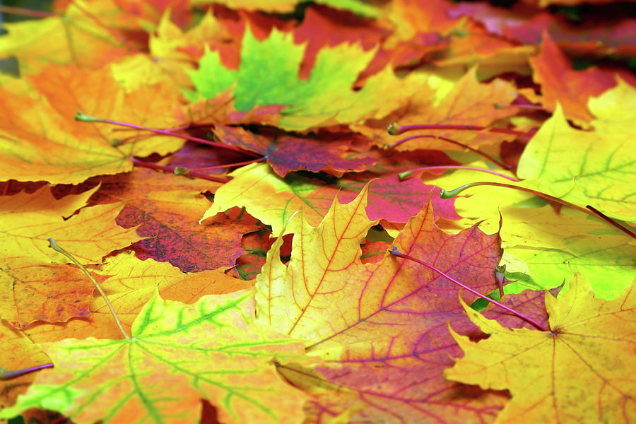 Autumn Colorful Leaves Background #4 Photograph by Mikhail Kokhanchikov
