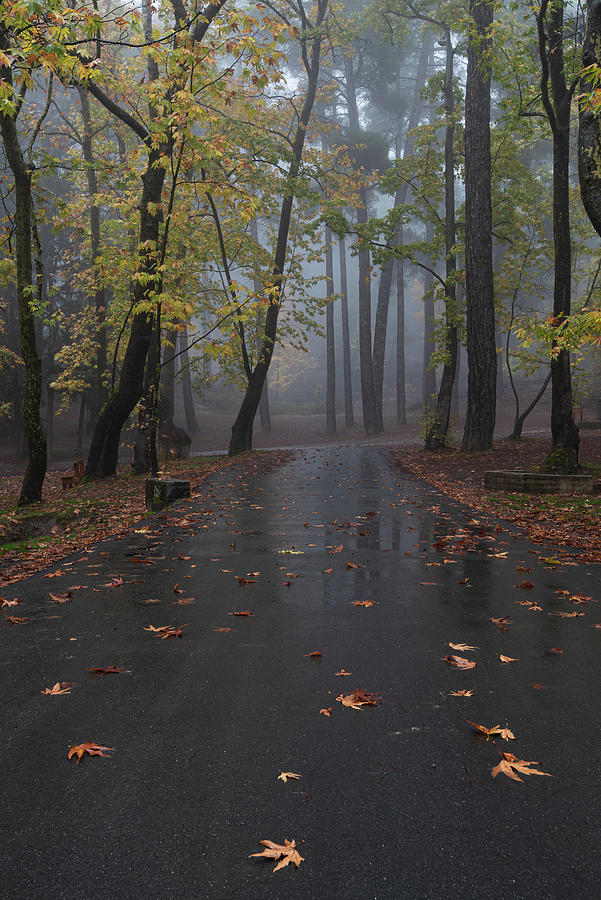 Autumn landscape with trees and Autumn leaves on the ground after rain #4 Photograph by Michalakis Ppalis
