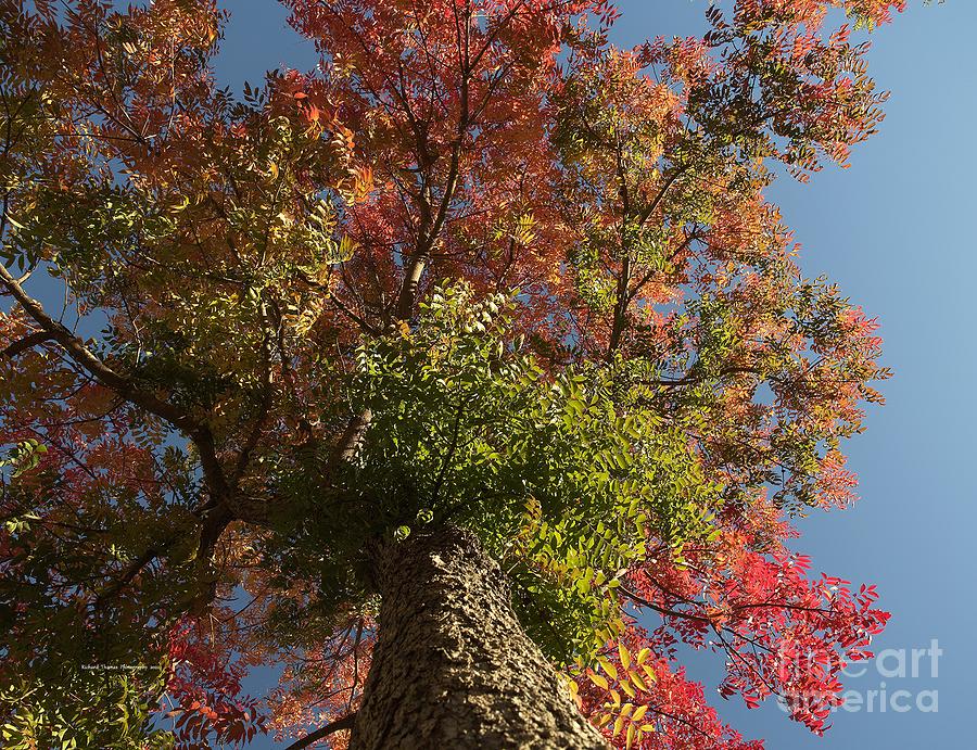 Autumn Leaves Blue Sky #4 Photograph by Richard Thomas