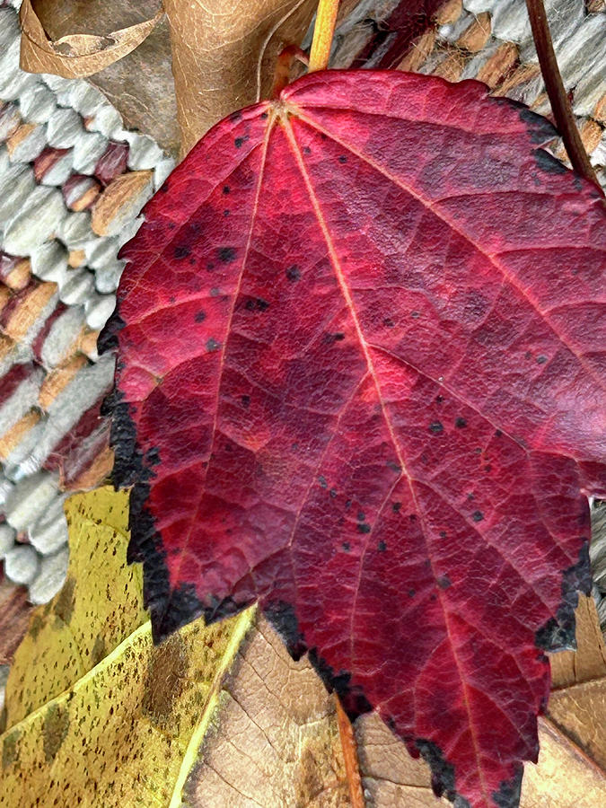 Autumn Leaves #4 Photograph by KG Thienemann