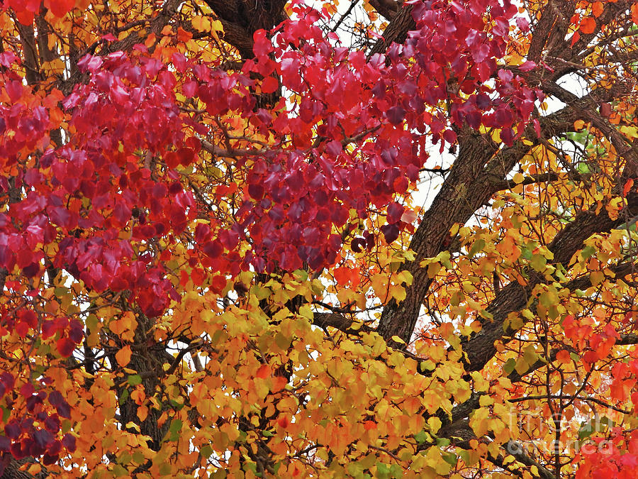 Autumn Leaves #4 Photograph by Scott Cameron