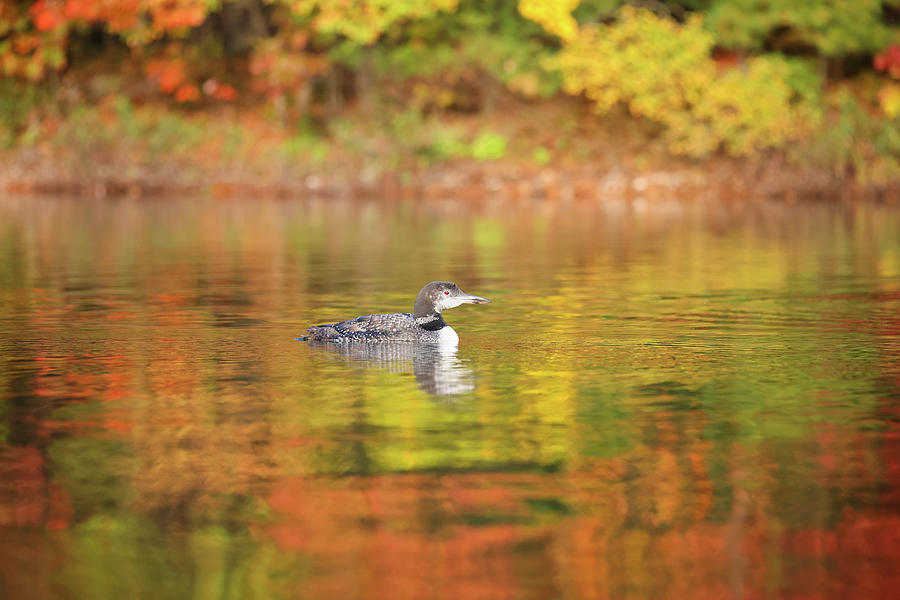 Autumn Loon #4 Photograph by Brook Burling