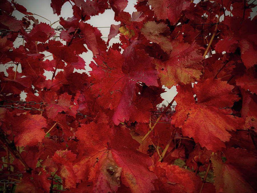 Autumn vibes #5 Photograph by Robert Grac