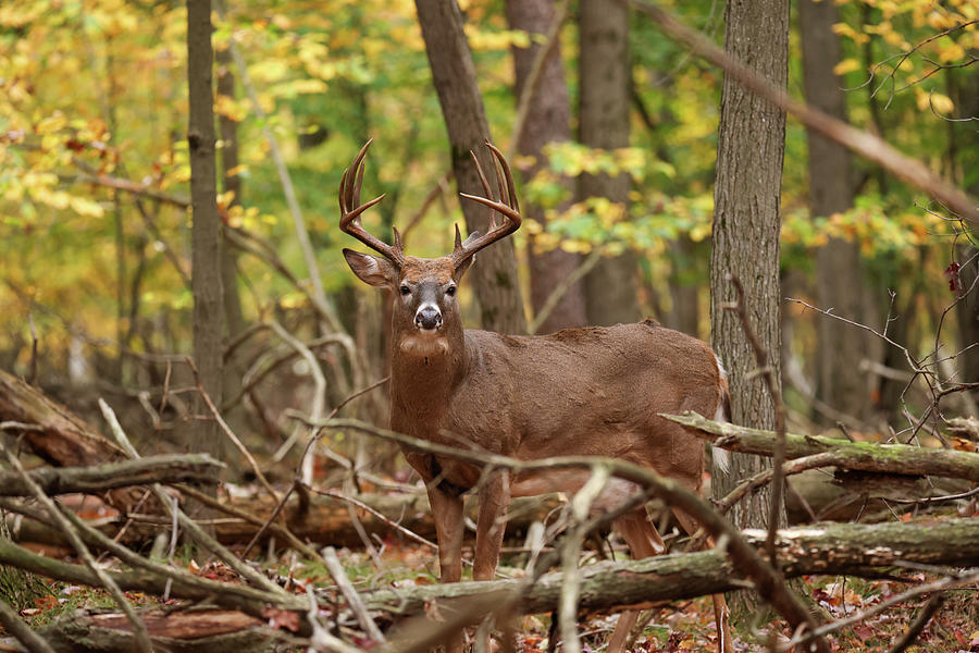 Autumn Whitetail Buck #4 Photograph by Brook Burling