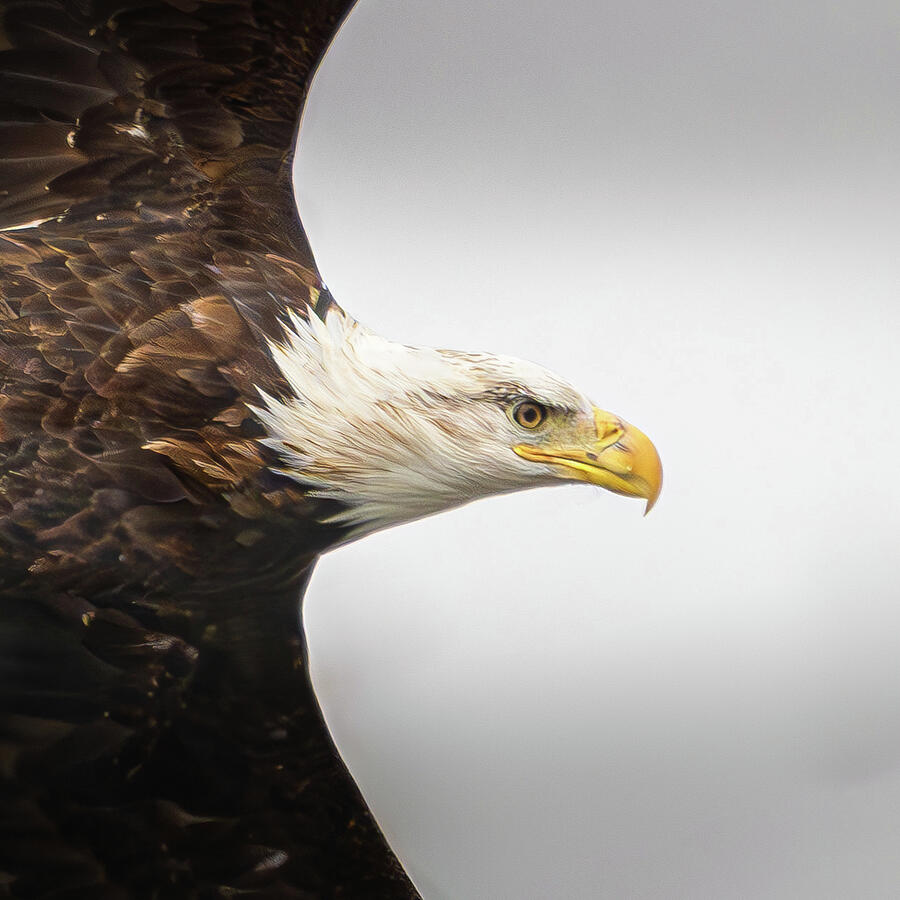 Bald Eagle #4 Photograph by Alan Moore Bald Eagle #4 Photograph by Alan Moore