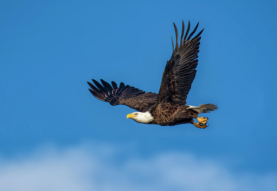 Bald Eagle #4 Photograph by Bill Dodsworth