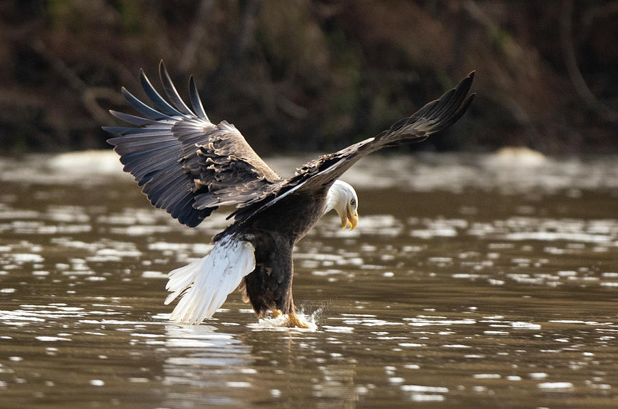 Bald Eagle, haliaeetus leucocephalus, Raptor Art, Hall River, North Carolina #10 Photograph by Eric Abernethy