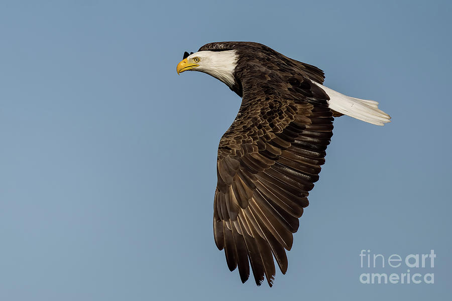 Bald eagle in flight #4 Photograph by Sam Rino