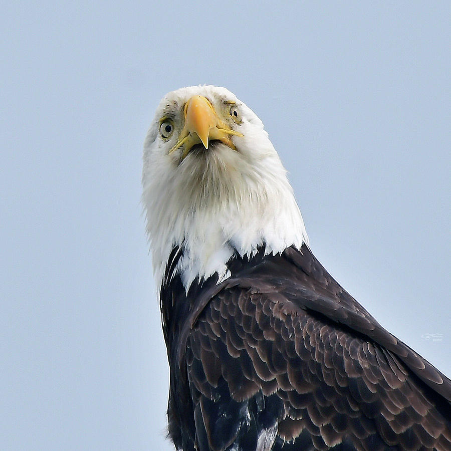 Bald Eagle Photograph by Karen Herzig - Fine Art America