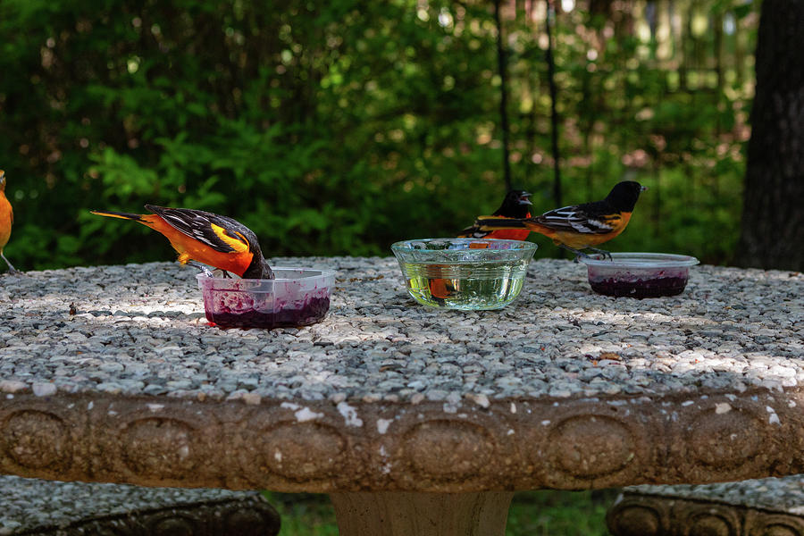 Baltimore Orioles Feeding In Backyard Photograph by Michael Munster