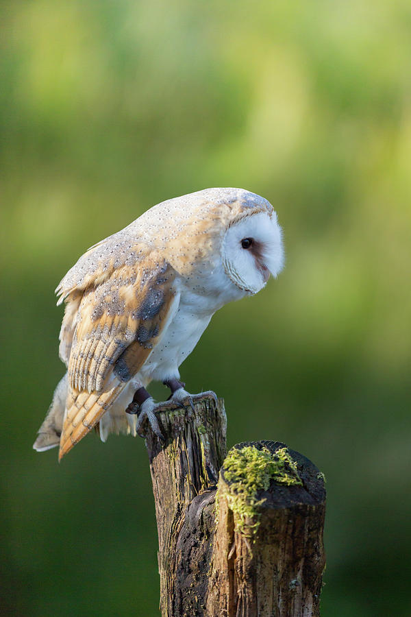 Barn Owl #5 Photograph by Anita Nicholson