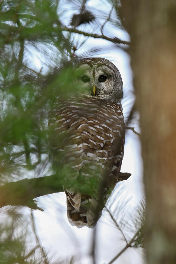 Barred Owl #4 Photograph by Brook Burling